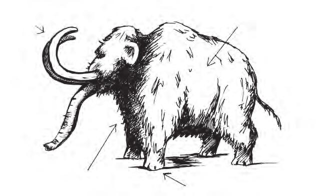 9. Írd a képen látható mamut alkatrészei