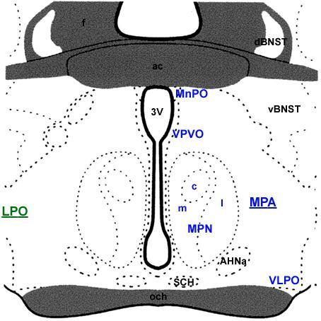 rostjai alatt. Vegyes sejtpopuláció, további szubdivíziókra nem osztható, ezért nucleus preopticus lateralisként (lateral preoptic nucleus, LPO) is nevezik.