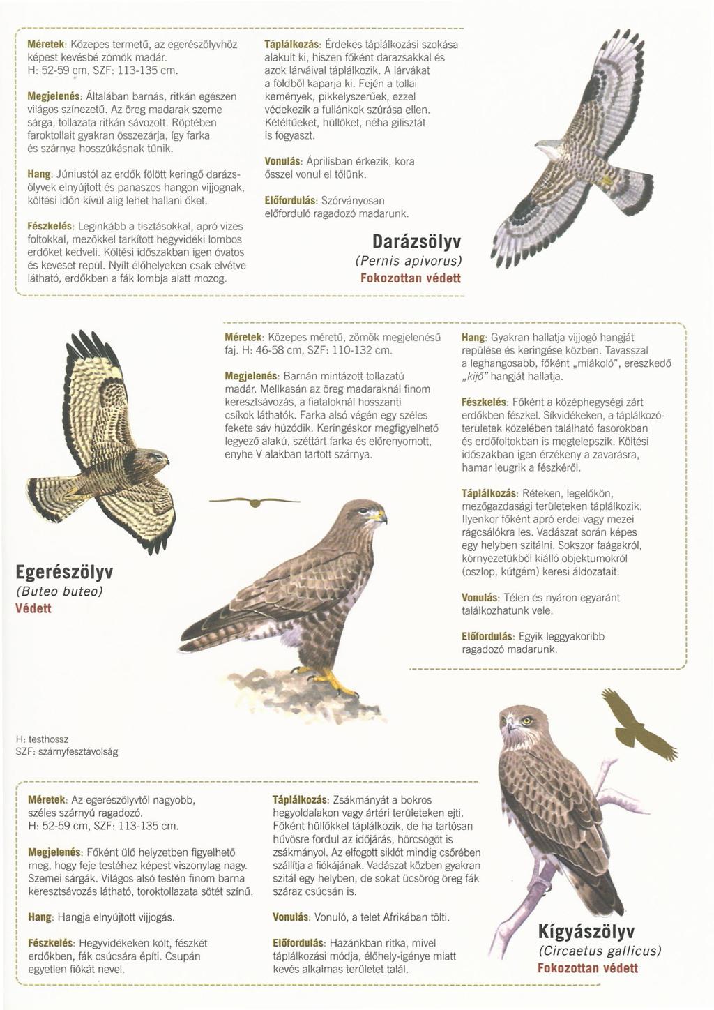 o - - _ " Méretek: Közepes termetű, az egerészölyvhöz képest kevésbé zömök madár. H: 52-59 cm, SZF: 113-135 cm. Megjelenés: Általában barnás, ritkán egészen világos színezetű.