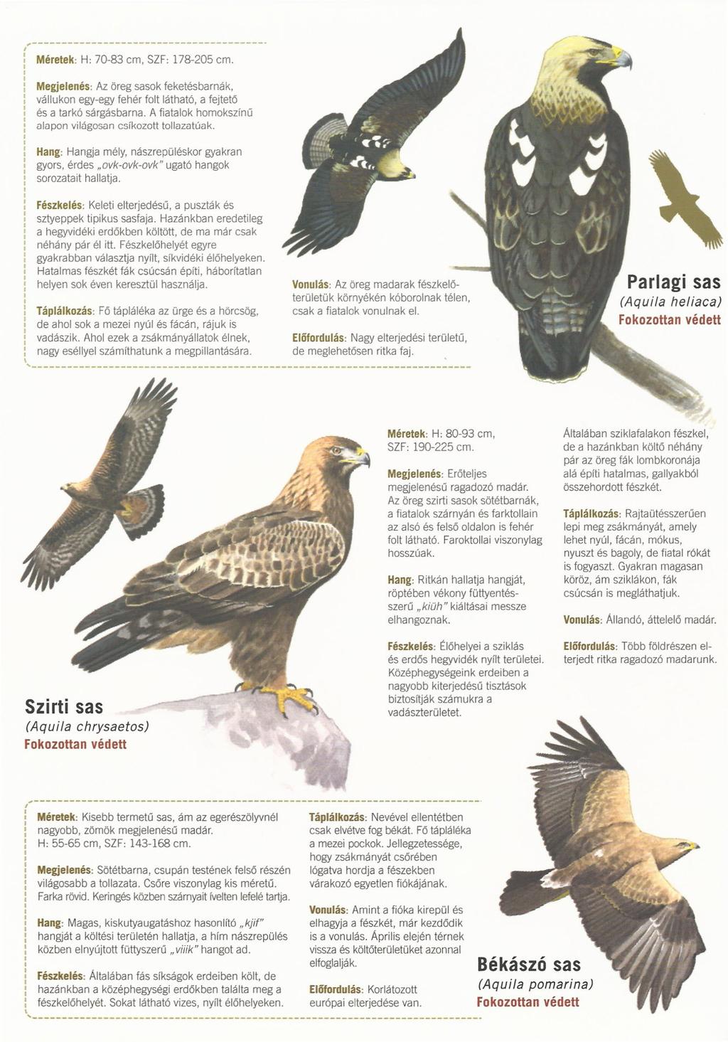 l Méretek: H: 70-83 cm, SZF: 178-205 cm.,----------------------------------------! Ị Megjelenés: Az öreg sasok feketésbarnák, vállukon egy-egy fehér folt látható, a fejtetö és a tarkó sárgásbarna.