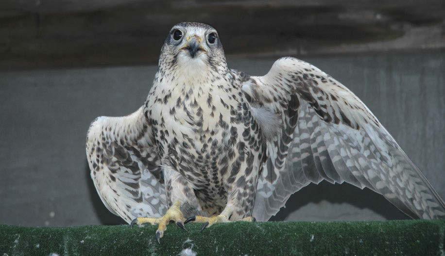 Sérült kerecsensólymok (Falco cherrug) zárttéri tartásának és tenyésztésének három évtizedes tapasztalatai Bagyura János* & Kazi Róbert *Magyar Madártani és Természetvédelmi Egyesület 1121 Költő u.