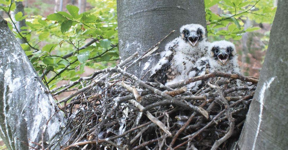 3. ábra: Vándorsólyom (Falco peregrinus) fiókák fán épült, elhagyott holló (Corvus corax) fészekben.