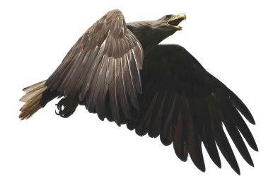 hu Öreg rétisas (Haliaeetus albicilla) (fotó: Seres Nándor) / Adult White-tailed Eagle A 2012-es állományadatok összegyűjtése után Horváth Zoltán befejezte országos rétisasvédelmi koordinátori