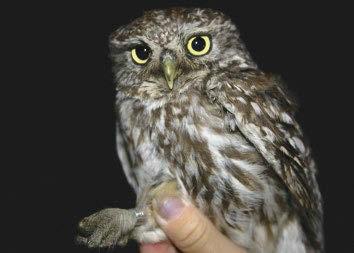A kuvik (Athene noctua) európai és hazai kóborlási adatai Hámori Dániel Magyar Madártani és Természetvédelmi Egyesület & Magyarországi Kuvik Oltalmi Egyesület, Kuvik Munkacsoport, fajvédelmi
