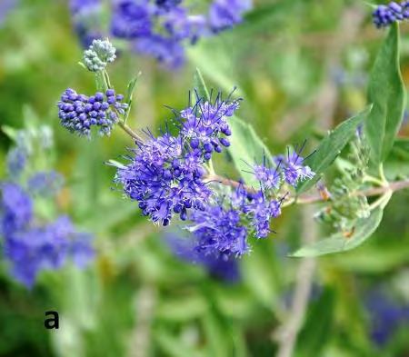 'Blue Billows' levendula-kék virágú, szeptember-októberben bőségesen virágzó fajta, a 'Candida' nevezetű fajta érdekessége, hogy virágai fehérek (Dirr, 1990).