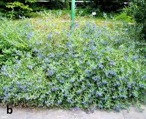 Armitage és Son (1992) szerint a Caryopteris incana szabadföldi termesztésre és üvegházban nevelt vágott virágnak egyaránt alkalmas növény. Virágzása 6-8 hétig tart.