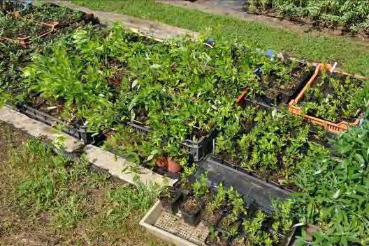 64. ábra: A különböző szaporítási időpontokból származó Lespedeza thunbergii dugványok fejlettségi állapota 2010.08.