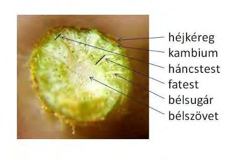 66. ábra: Keresztmetszet: vékony szár a közeg felszíne felett 10 cm-el 67.