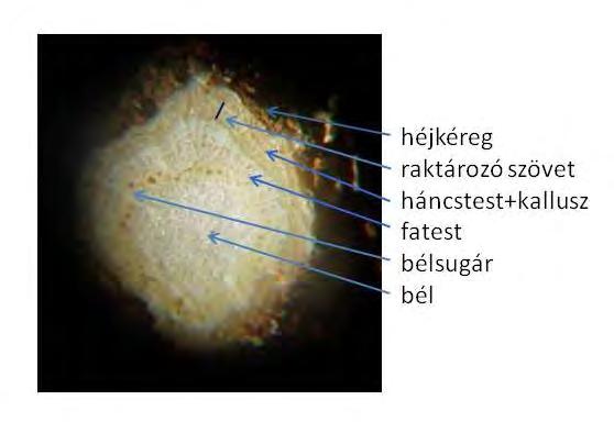 A keresztmetszetek egy részét jódtinktúrával festettük (68. ábra).