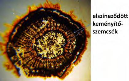 keményítő, amiből a növények télre való felkészülésének befejeződésére