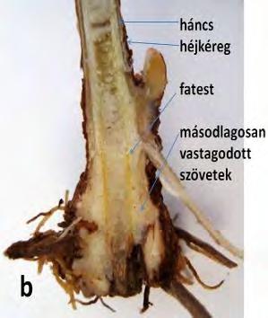 Hosszmetszeteket is készítettünk a májusi gyökeres dugványok alapi részén