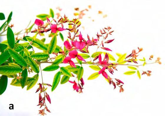 2.1.2. Lespedeza thunbergii (Nakai) - Bókoló bokorhere A Lespedeza nemzetség a pillangósvirágúak családjába tartozik, több mint 50 vagy még több faja és fajtája van, melyeknek több mint fele
