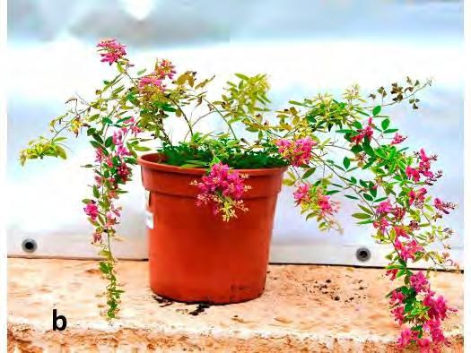 Az alapfajok és köztes fajok, melyeket a Hüvelyesek Nemzetközi Adatbázisa és Információs Szolgálat megemlít az alábbiak: Lespedeza angustifolia, L. bicolor, L. buergeri, L. capitata, L. chinensis, L.