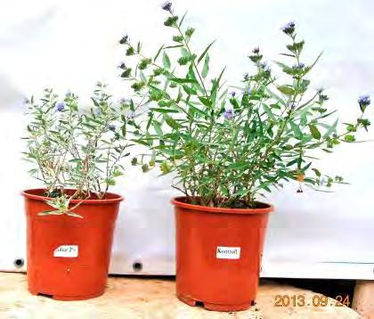 a) Caryopteris incana Caryopteris clandonensis 'Grand Bleu' b) Caryopteris incana Caryopteris