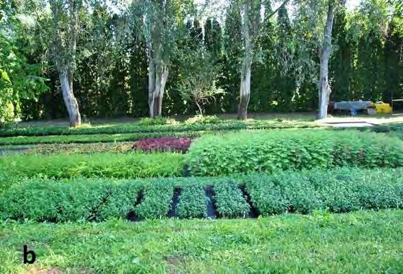 Az Arborétum a Budai-hegység délkeleti szélén, az alföldi és a hegyvidéki klímakörzetek határán fekszik. Az éves csapadékmennyiség 600-620 mm körül alakul, így a helyi klíma kissé száraz.