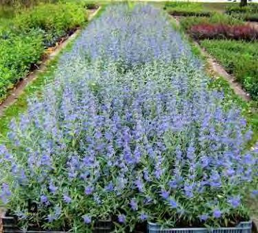 09.09-én (Soroksár, saját fotó) Eredményeinket összegezve elmondható, hogy a Caryopteris clandonensis 'Grand Bleu' dugványok egy hónap alatt szép és egészséges gyökereket fejlesztettek.
