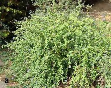 12. táblázat: A virágzatkezdemények kialakulásához szükséges nódusz-szám alakulása a Caryopteris incana anyanövények azévi hajtásain (Budai Arborétum), illetve az anyanövényekről szedett gyökeres