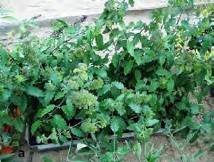 03-án eldugványozott hajtásdugvány bimbós illetve virágzó állapotban 2009.