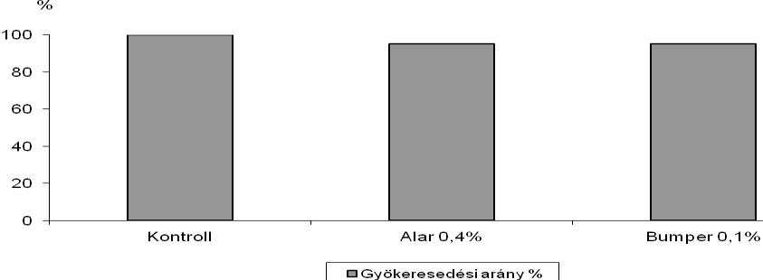 A) Caryopteris incana-n végzett mérések 2011-es eredmények Gyökeresedési arány (%) A 2011-ben eldugványozott (2010-ben kezelt) C. incana hajtásdugványok igen nagy arányban gyökeresedtek (34.