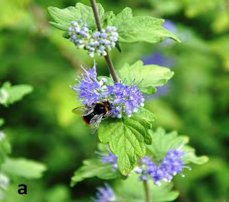 A Caryopteris nemzetségen belül Bean (1981) szerint 6 különböző lombhullató cserje faj él vadon Közép és Kelet-Ázsiában. Cardioteucris (1994) a Kína Flórája 17.