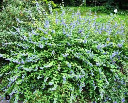 ex Houtt.) Miq., C. jinshajiangensis Y.K.Yang & X.D.Cong, C. mongholica Bunge, C. nepetifolia (Benth.) Maxim., C. paniculata C.B.Clarke, C. siccanea W.W.Smith, C. tangutica Maxim., C. terniflora Maxim.