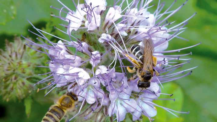 Méhészeti szempontú telepítés A méhlegelő telepítés a méhészetek számára azon időszakokat célozza, mikor a természetesen rendelkezésre álló, elérhető virágok száma lecsökken.