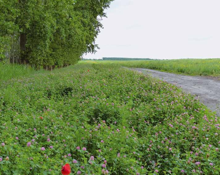 Szántóföldi mezőgazdasági táblák környezetében A szegélyek létesítésének elsődleges célja a biodiverzitás növelése a mezőgazdasági táblák környezetében.