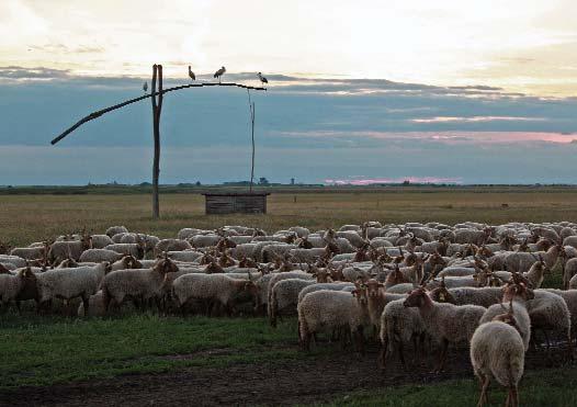 Az agrár-környezetgazdálkodási intézkedések maimális kifizetési összegei Tematikus elôíráscsoportok Támogatási összeg (EUR/ha/év) Horizontális szántó 270 MTÉT Túzokvédelmi szántó 439 MTÉT Kék
