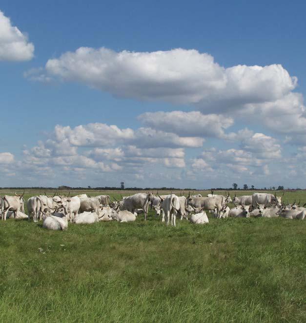 Amennyiben a gazdálkodó Natura 2000 területnek minôsülô gyepterületen kívánja igénybe venni az Magas Természeti Értékû Területeken biztosított kifizetéseket, úgy a gyepgazdálkodásra meghatározott