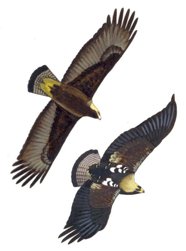 A csökkenést az indokolja, hogy a gyepterületekre vonatkozó zonális agrár-környezetgazdálkodási intézkedések magukban hordozzák a Natura 2000 gyepterületek fenntartásának földhasználati szabályairól