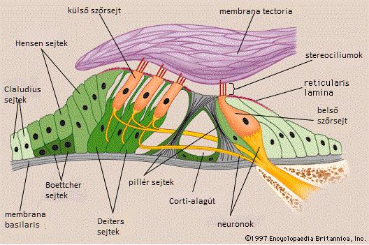 Támasztó sejtek - Deiters sejt Kevésbé kutatott terület szemben a szőrsejtekkel Aktív cochleáris