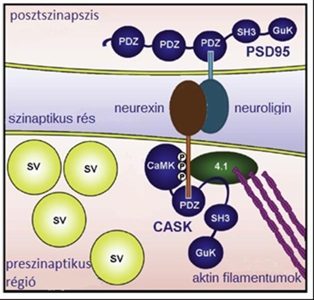 CASK Ca 2+ /kalmodulin-dependens szerin protein kináz, adaptor protein Nagy mennyiségben fordul elő az IR-ben Megtalálható szomatodendritikusan, pre- ill.