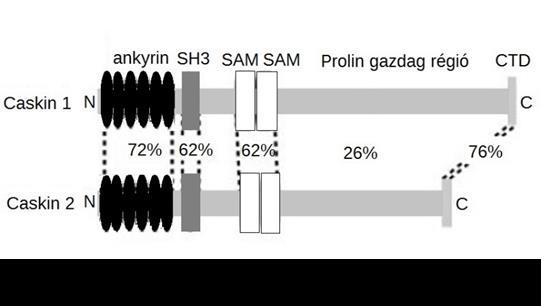 Caskin Horgonyzófehérje, két izomer (Caskin 1,2) Preszinaptikusan, posztszinaptikus denzitásban fordul