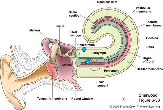 ) The Nobel Prize in Physiology or Medicine 1961