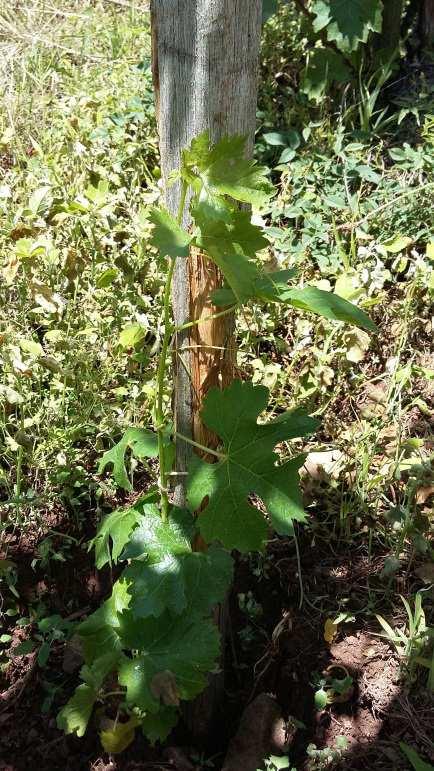. Szabadföldi kísérlet Szentmiklós-hegy -3-as tábla Hajtásnövekedés A szabadföldi, pótlásként kiültetett Cabernet sauvignon tőkéknél a gyökéritatóval elültetett, ill.