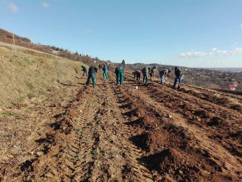 A kontroll és kezelt parcellák (- tőke) a sorokban felváltva találhatók, a 3. ábra szerint. A téli fagy elleni védelem miatt az oltványokat az ültetés után felkupacoltuk (4. ábra).