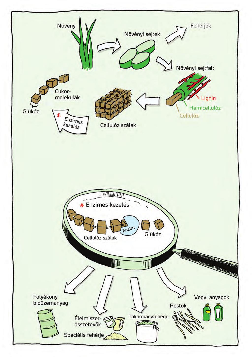 A különféle biomassza típusok hasznosítását biofinomításnak is nevezik.