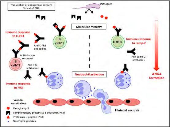 Az ANCA kialakulásának fő hipotézisei Pathogens A, Az autoantigén komplementer peptid teória: anti-idiotípus immunválasz a PR3 (C-PR3) komplementer peptidre, autoantitest termelődés az eredeti peptid