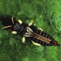 A borsó hajtásain szívogat a borsótripsz (Kakothrips robustus). Károsítása következtében a hajtás torzul, a fejlôdésben visszamarad.