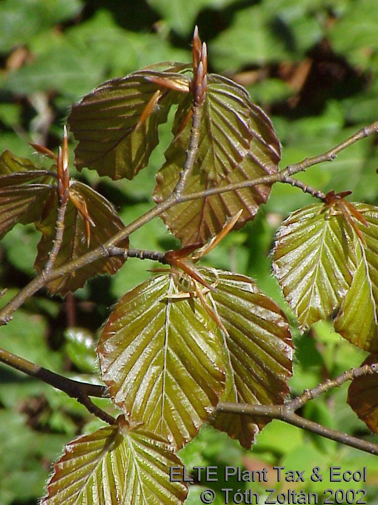 Fagus