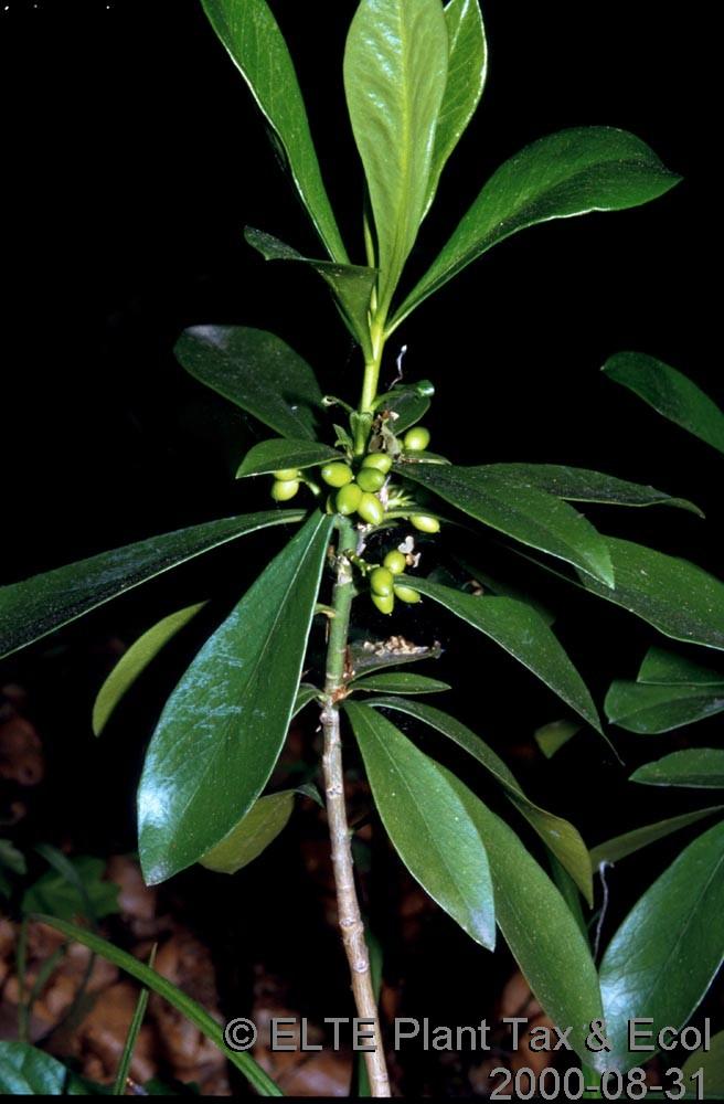 Daphne mezereum Zártabb