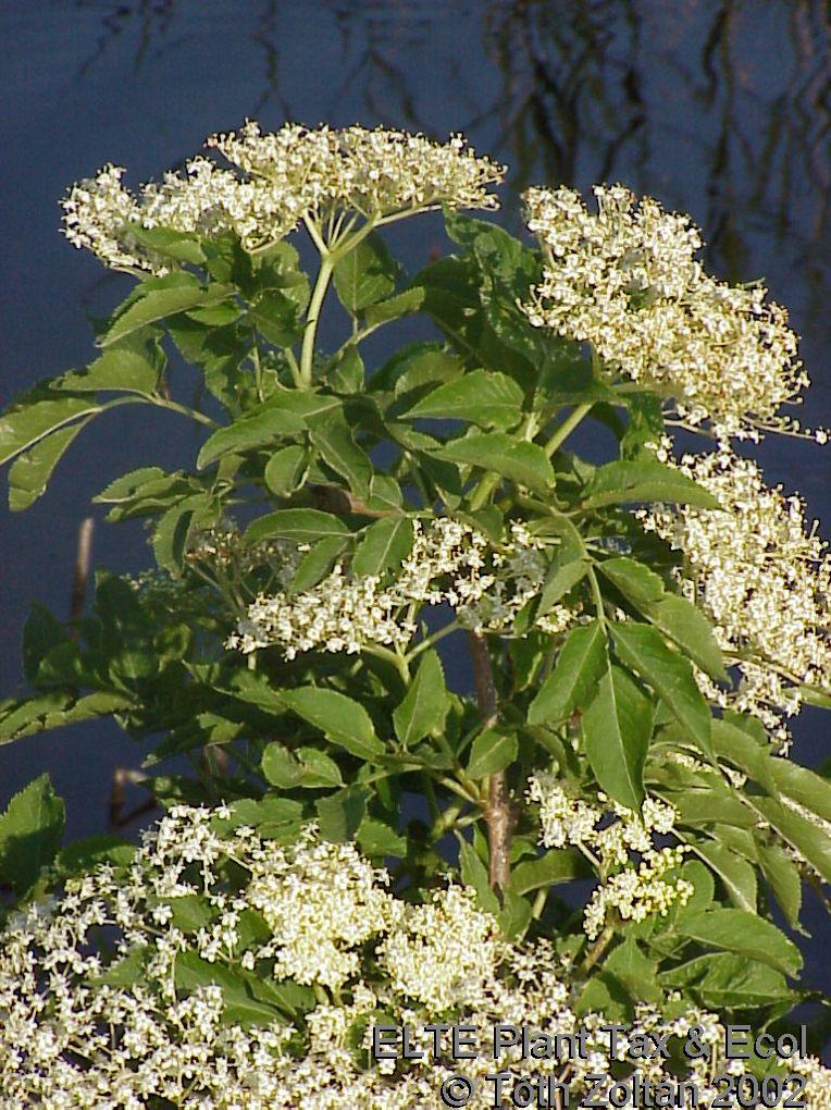 Sambucus nigra