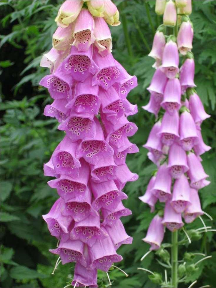 Digitalis purpurea (Plantaginaceae)