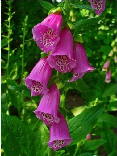 Piros gyűszűvirág levél Digitalis purpureae folium (Ph.Eur.) Digitalis purpurea L.