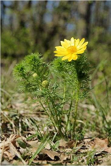 Tavaszi hérics Adonidis herba Adonis vernalis L. Ranunculaceae Drog A növény virágzáskor gyűjtött föld feletti részei Egyenes szárú, évelő, feketés, vaskos gyöktörzse van.
