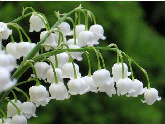 Gyöngyvirág levél Convallariae folium Convallaria majalis L. Liliaceae Drog: a virágzás közben gyűjtött levelek A talajban tarackszerű, vékony, elágazó rizómái futnak.