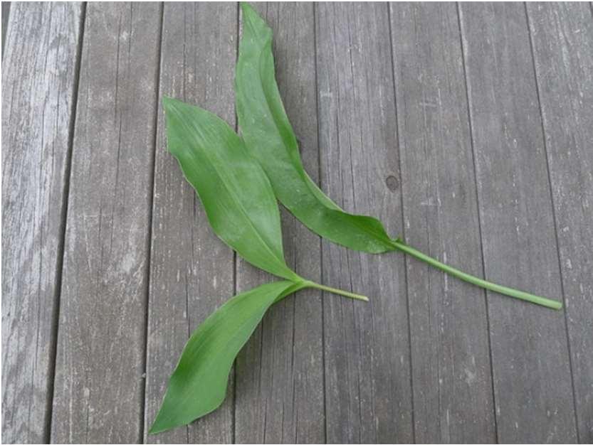 mérgező two (or three) leaves on the same stem do not smell