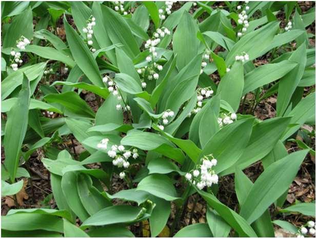 strongly of garlic extensive colonies, covering areas of