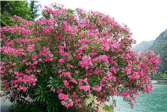 Leander / Nerium oleander L.