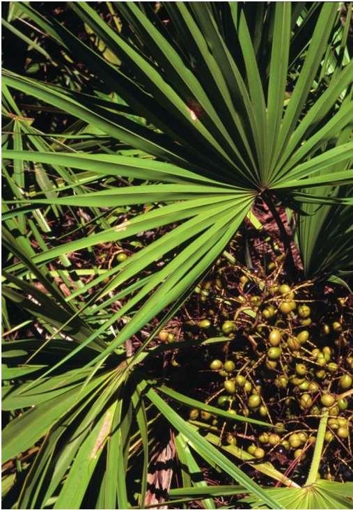 Szabalpálma (syn. törpepálma) termés Sabalis serrulatae fructus (Ph.g.VIII.) Serenoa repens (Bartram) Small. (syn. Sabal serrulata Mich).